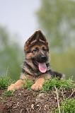 BERGER ALLEMAND 1438